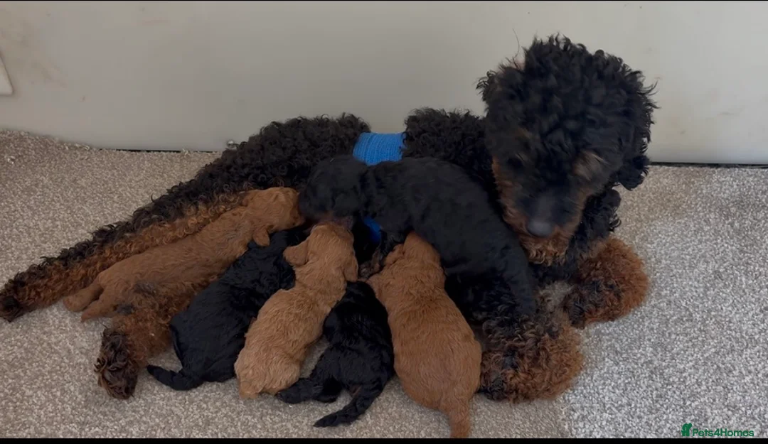 Toy Poodle dogs for sale: Tiny Toy Poodles - Advert 2