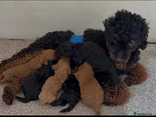 Toy Poodle dogs Tiny beautiful Toy Poodles 🐾 - Advert 7