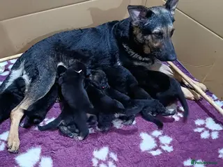 German Shepherd dogs German Shepherd Puppies - Advert 18