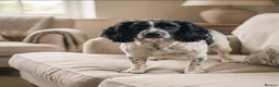 Cocker Spaniel dogs for sale: Cocker spaniel puppy in London - Advert 1