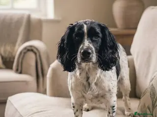 Cocker Spaniel dogs Cocker spaniel puppy - Advert 7