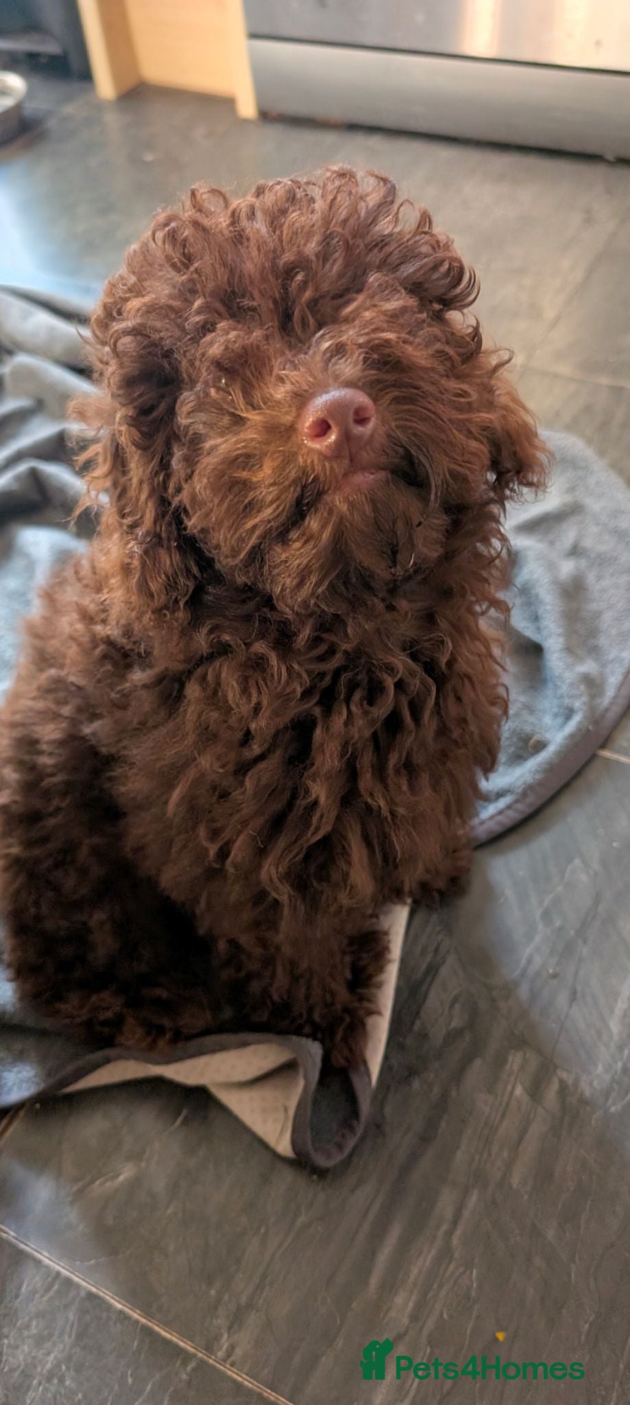 Labradoodle dogs 🐾Quality F1BB Fluffy Toy Labradoodle Pups🐾  - Advert 2
