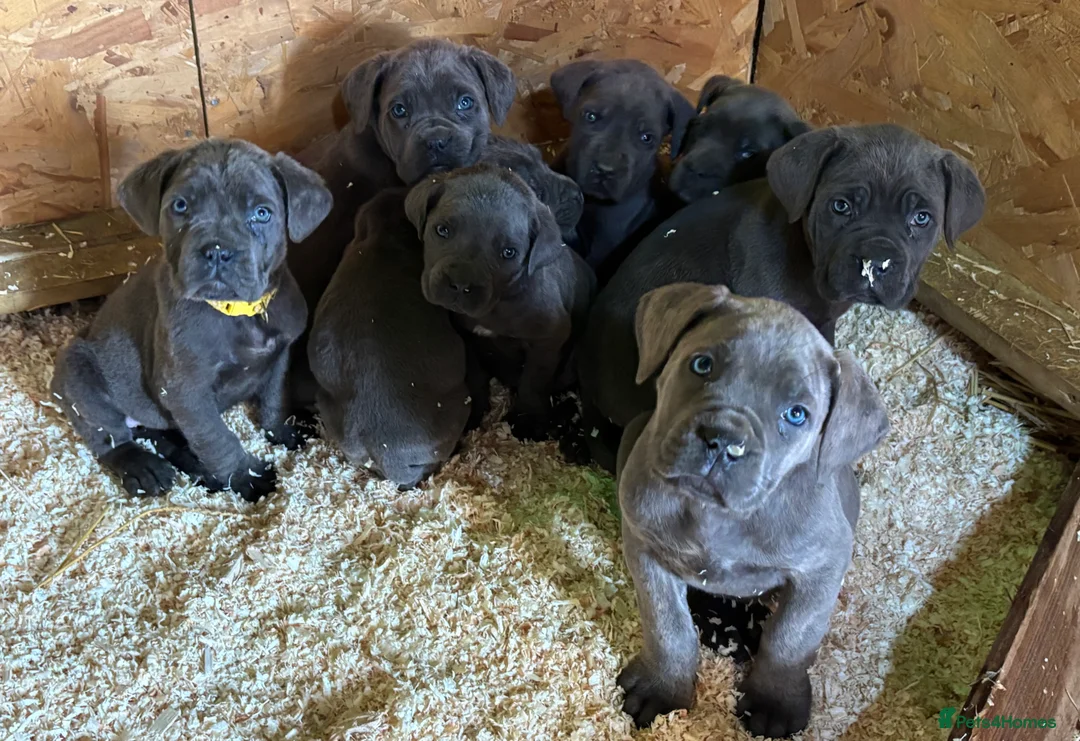 Cane Corso dogs for sale: Cane Corso puppy’s, 1 BOY LEFT AND 2 GIRLS - Advert 6