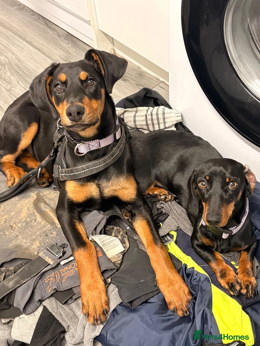 Dobermann dogs for sale: 9 month female Doberman  in Solihull - Advert 5