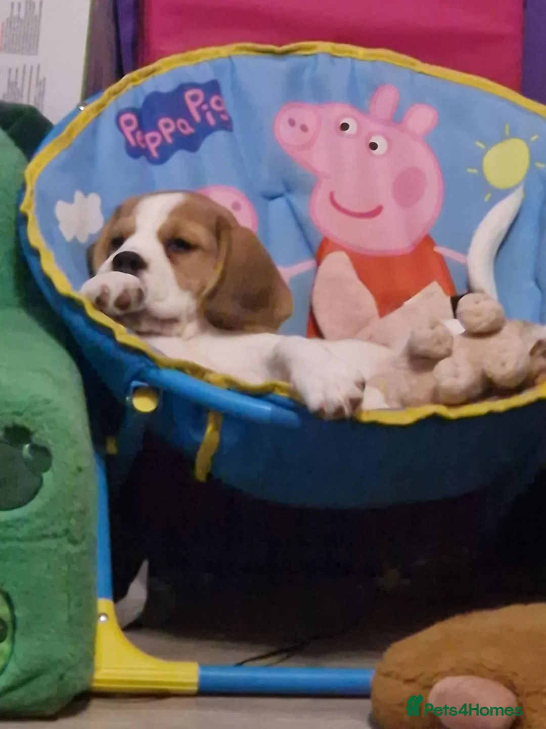 Beagle dogs for sale: Loving home needed - Advert 6