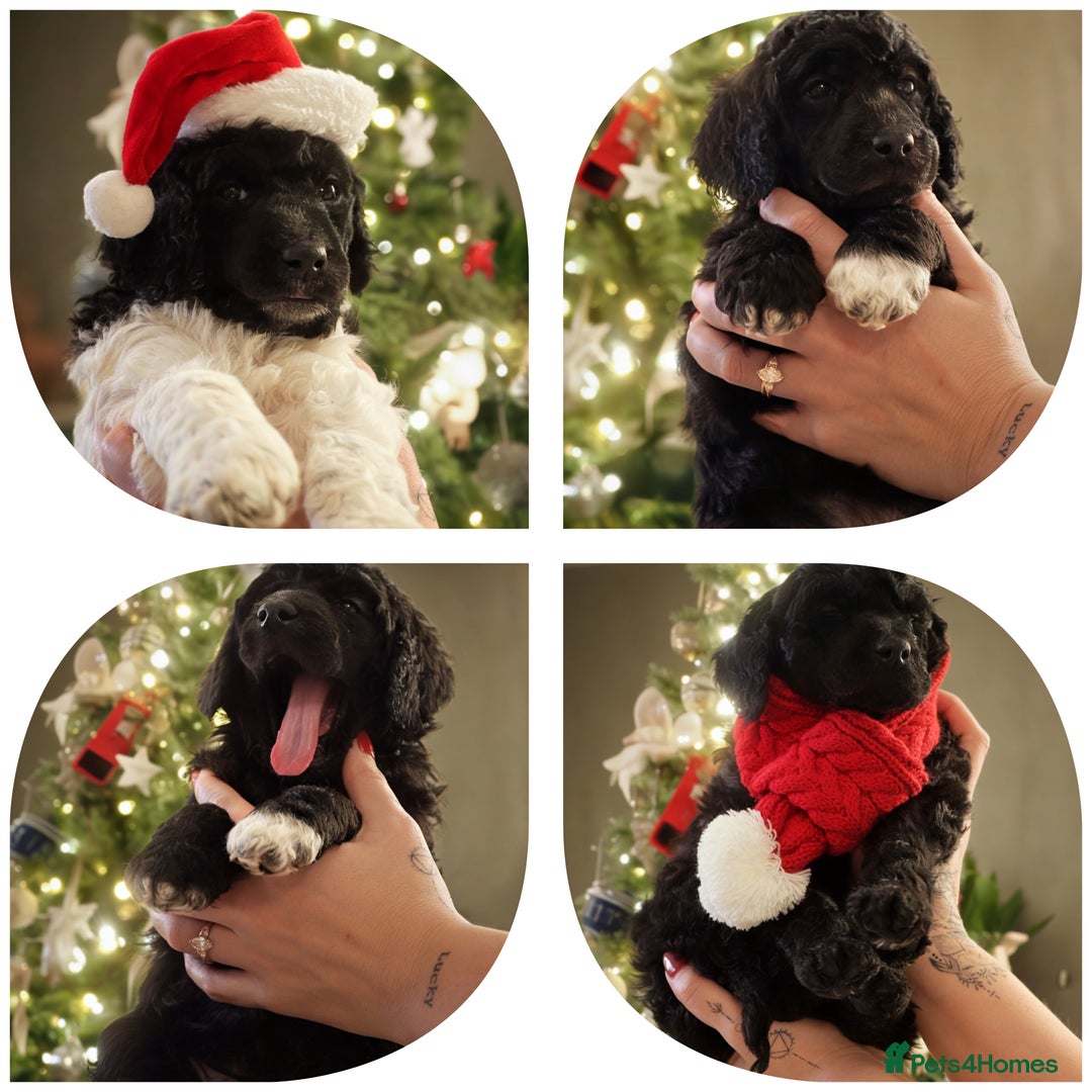 Standard Poodle dogs for sale: 6 wks old, ready 21st Jan, Standard Poodle Puppies - Advert 8