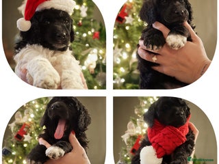 Standard Poodle dogs Ready 21st Jan, last 2 Standard Poodle Puppies - Advert 9