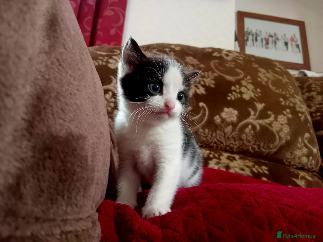 Mixed Breed cats for sale: Beautiful kittens looking for new home  - Advert 1