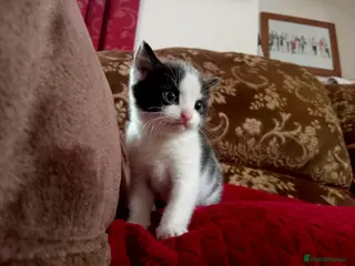 Mixed Breed cats Beautiful kittens looking for new home - Advert 1