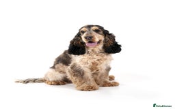 Mixed Breed dogs for sale: Blue Roan Cocker Spaniel Mix  - Image 7