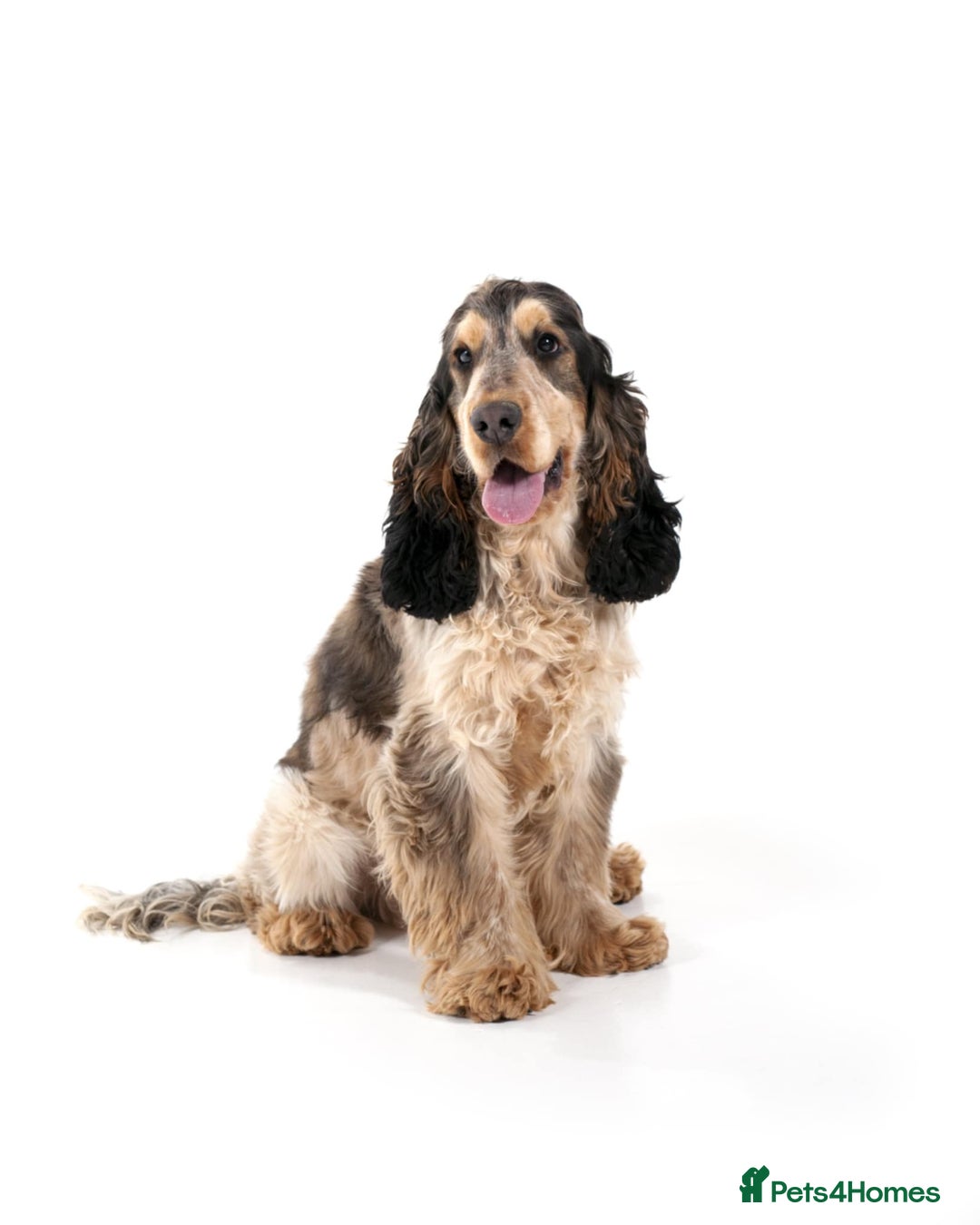 Mixed Breed dogs for sale: Blue Roan Cocker Spaniel Mix  - Image 7