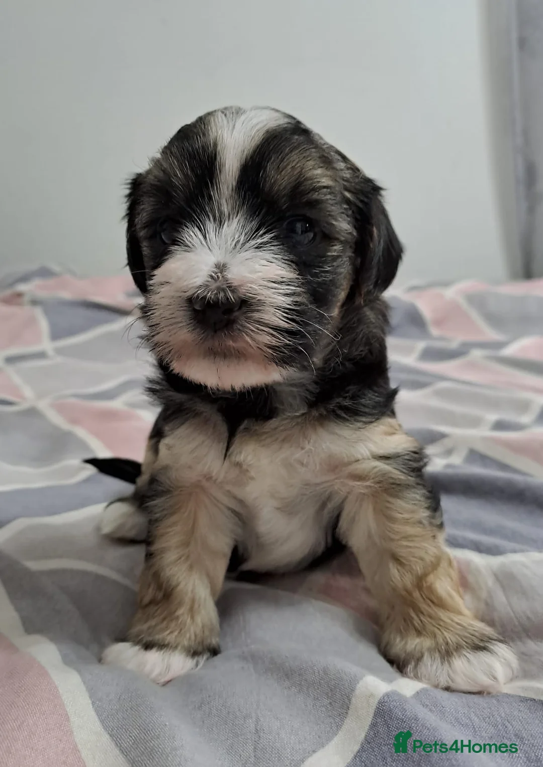 Morkie dogs for sale: Yorkshire Terrier x Maltese Female Puppies - Advert 2