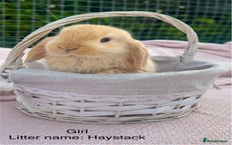 Mini Lop rabbits for sale: Mini lop bunnies  - Image 11