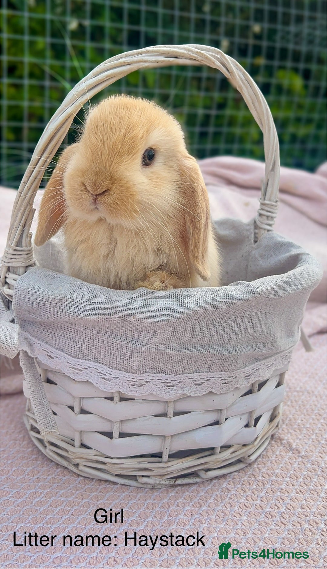 Mini Lop rabbits for sale: Mini lop bunnies  - Image 11