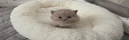 British Shorthair cats for sale: Beautiful blue/ lilac British shorthair kittens  in Peterborough - Advert 10