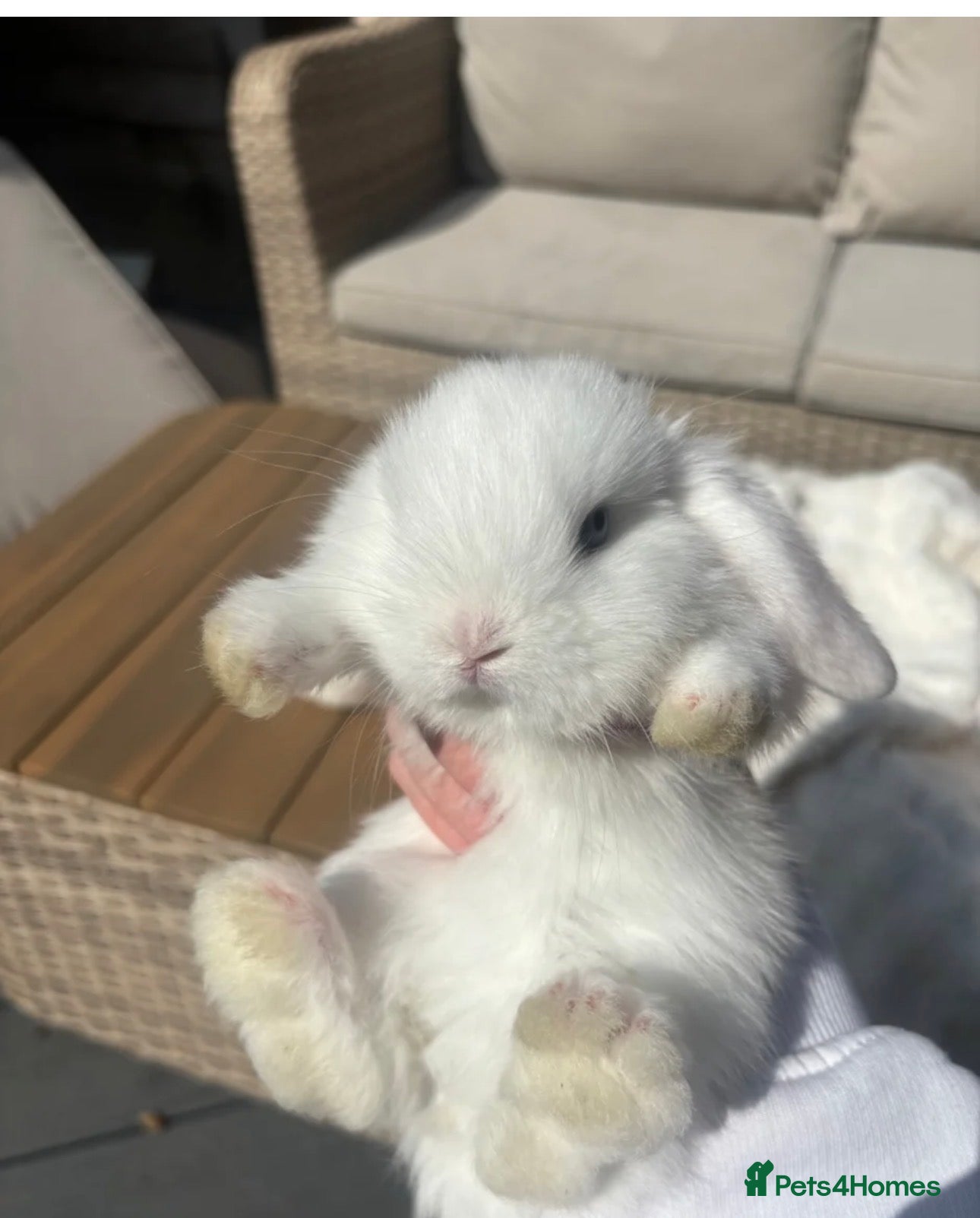 Mini Lop rabbits 2 Beautiful Mini Lops  - Advert 6