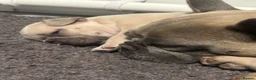 French Bulldog dogs for sale: Beautiful Frenchie boy only one @look@ - Advert 7