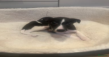 Whippet dogs - Advert 11