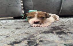 Jack Russell dogs for sale: One boy and one girl Jack Russell left  - Image 20