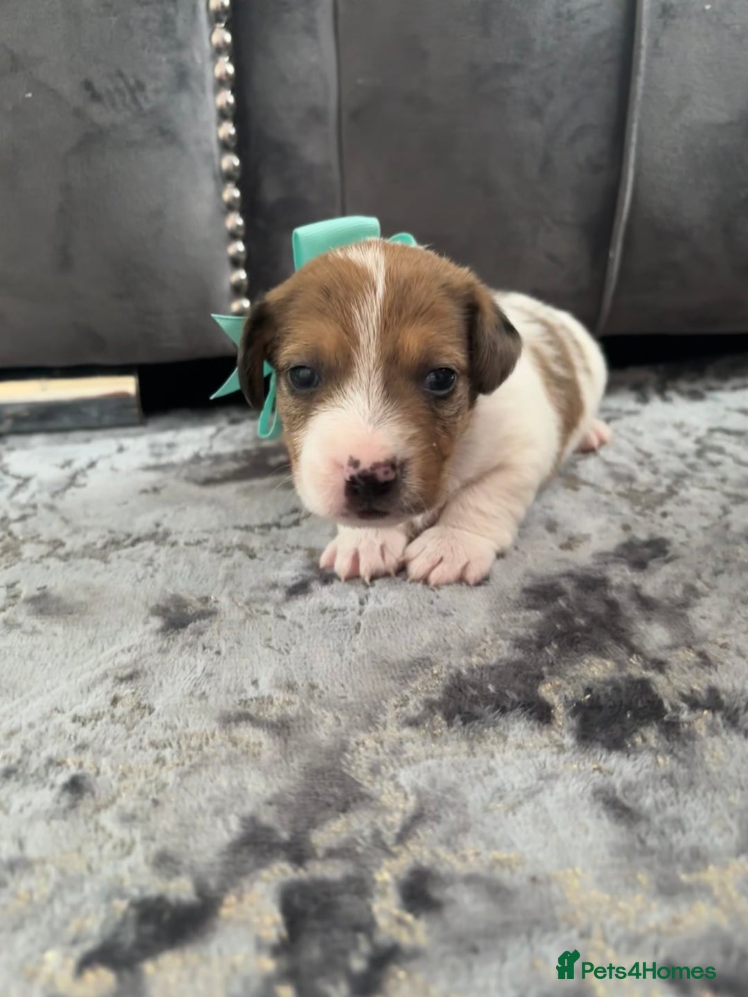Jack Russell dogs for sale: One boy and one girl Jack Russell left  - Image 20