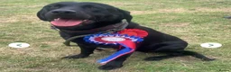 Labrador Retriever dogs for sale: 2 Labrador puppies. 1 black and 1 red girl  in Chesterfield - Advert 10