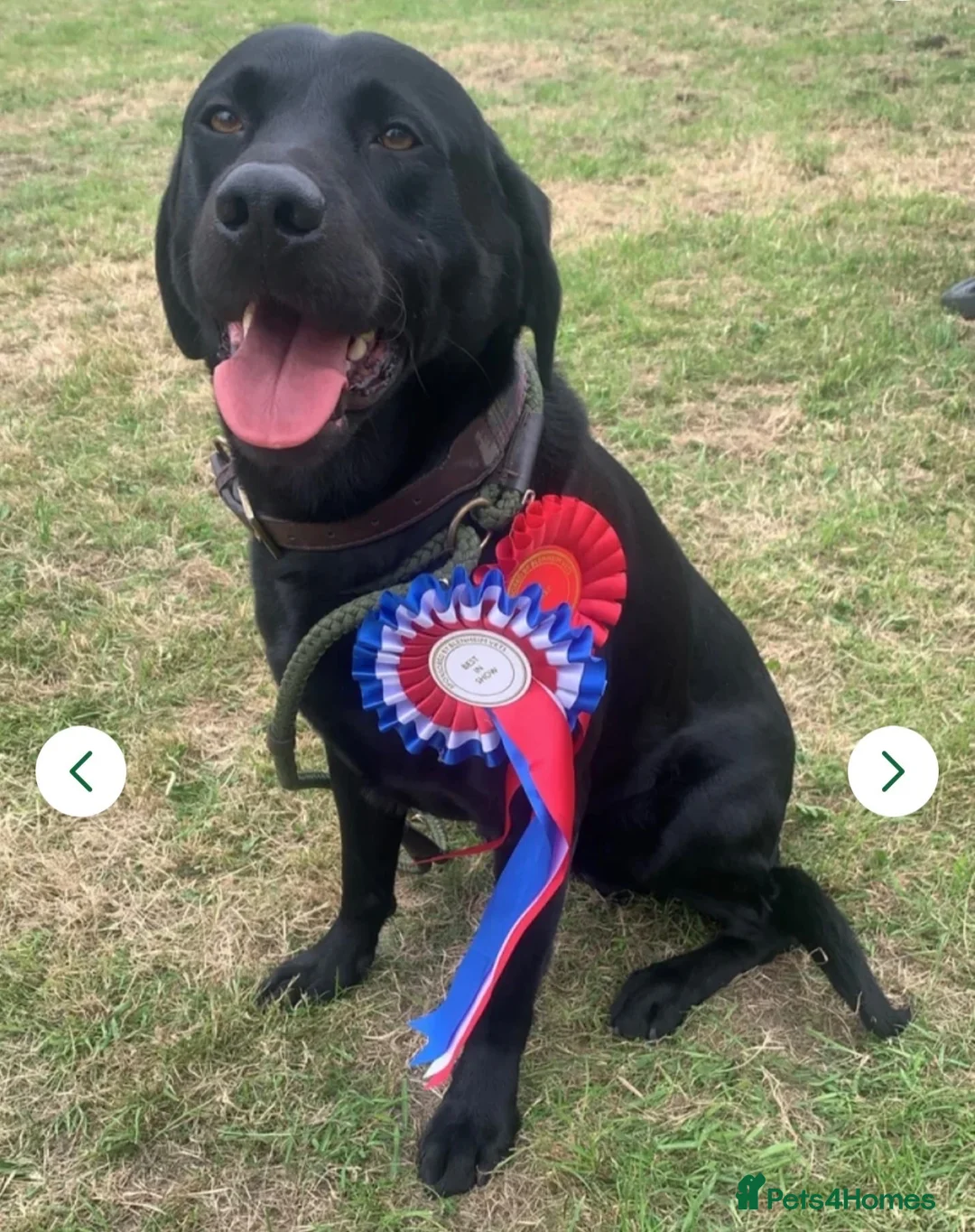 Labrador Retriever dogs for sale: 2 Labrador puppies. 1 black and 1 red girl  in Chesterfield - Advert 10