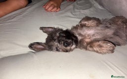 Jackapoo dogs for sale: Beautiful jackapoo’s  - Image 10