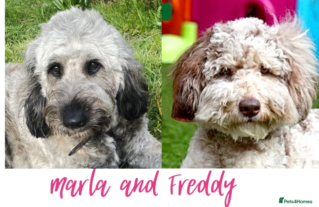 Goldendoodle dogs for sale: F1B golden doodles expected  in Sutton Coldfield - Advert 2