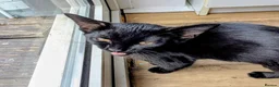 Mixed Breed cats for sale: Lovely, healthy, playful kittens - Advert 4