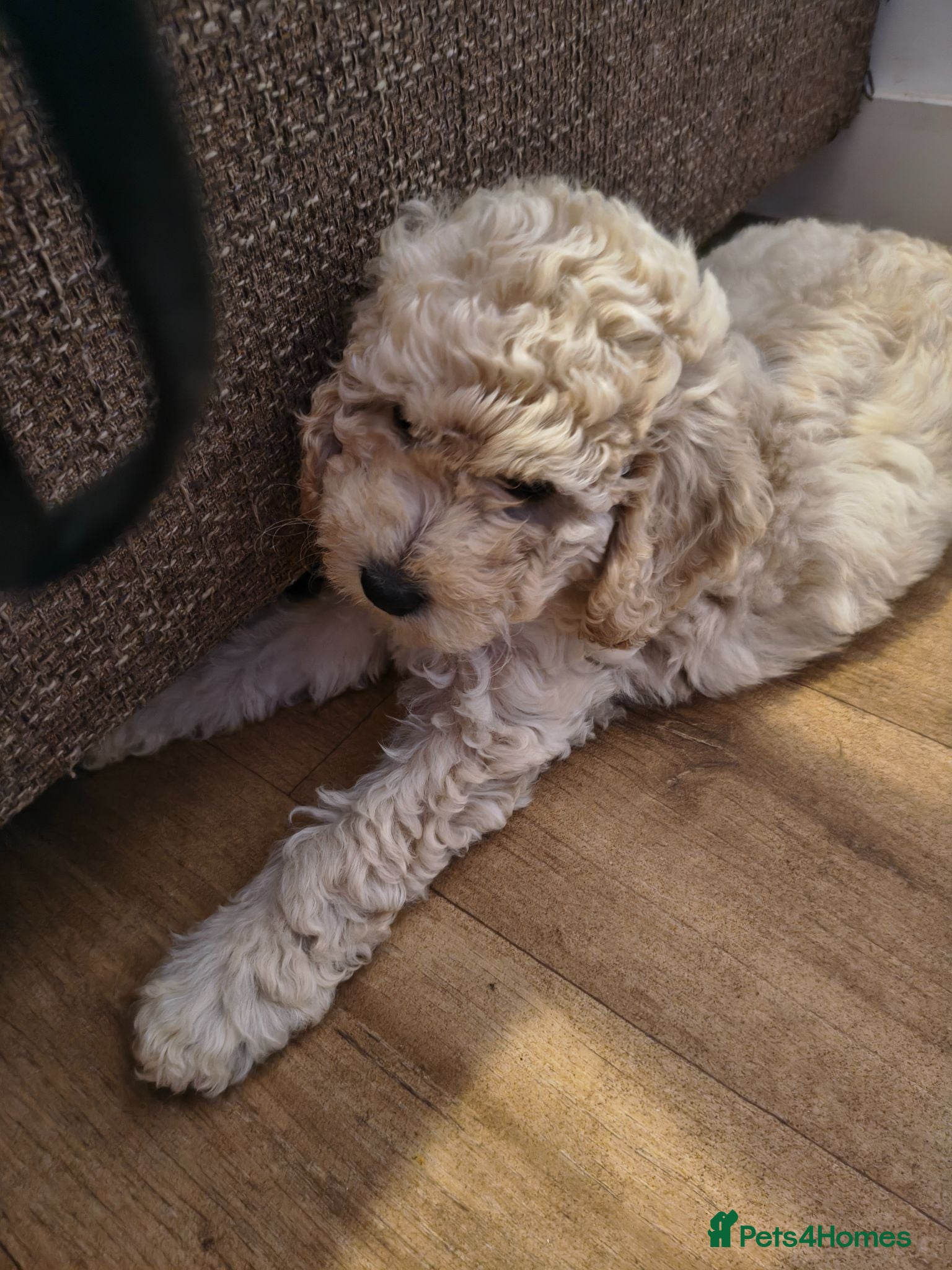 Cockapoo dogs F1BB Standard poodle x toy cockapoo puppies  - Advert 2