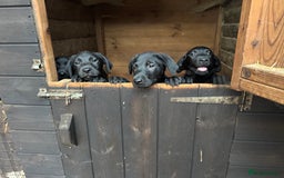 Labrador Retriever dogs for sale: Labrador puppies - Image 2