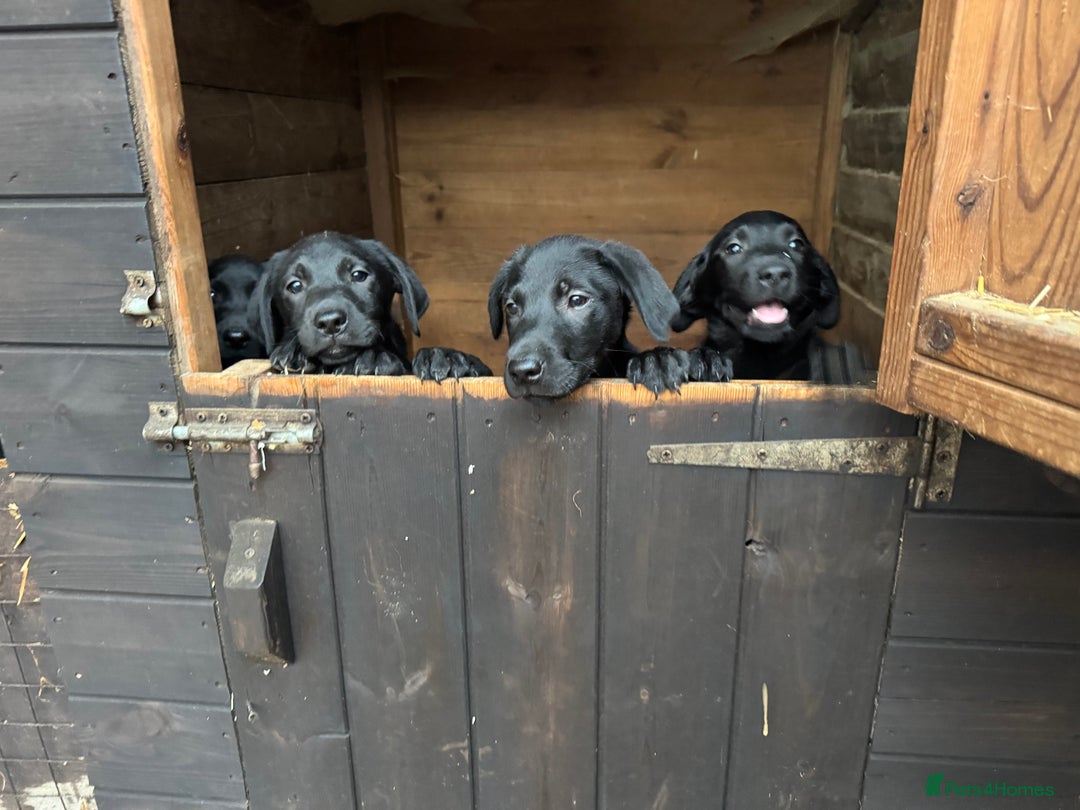 Labrador Retriever dogs for sale: Labrador puppies - Image 2