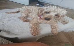 Schnoodle dogs for sale: 5 Adorable Schnoodle Puppies ❤️🩷💚💙🧡 - Image 8
