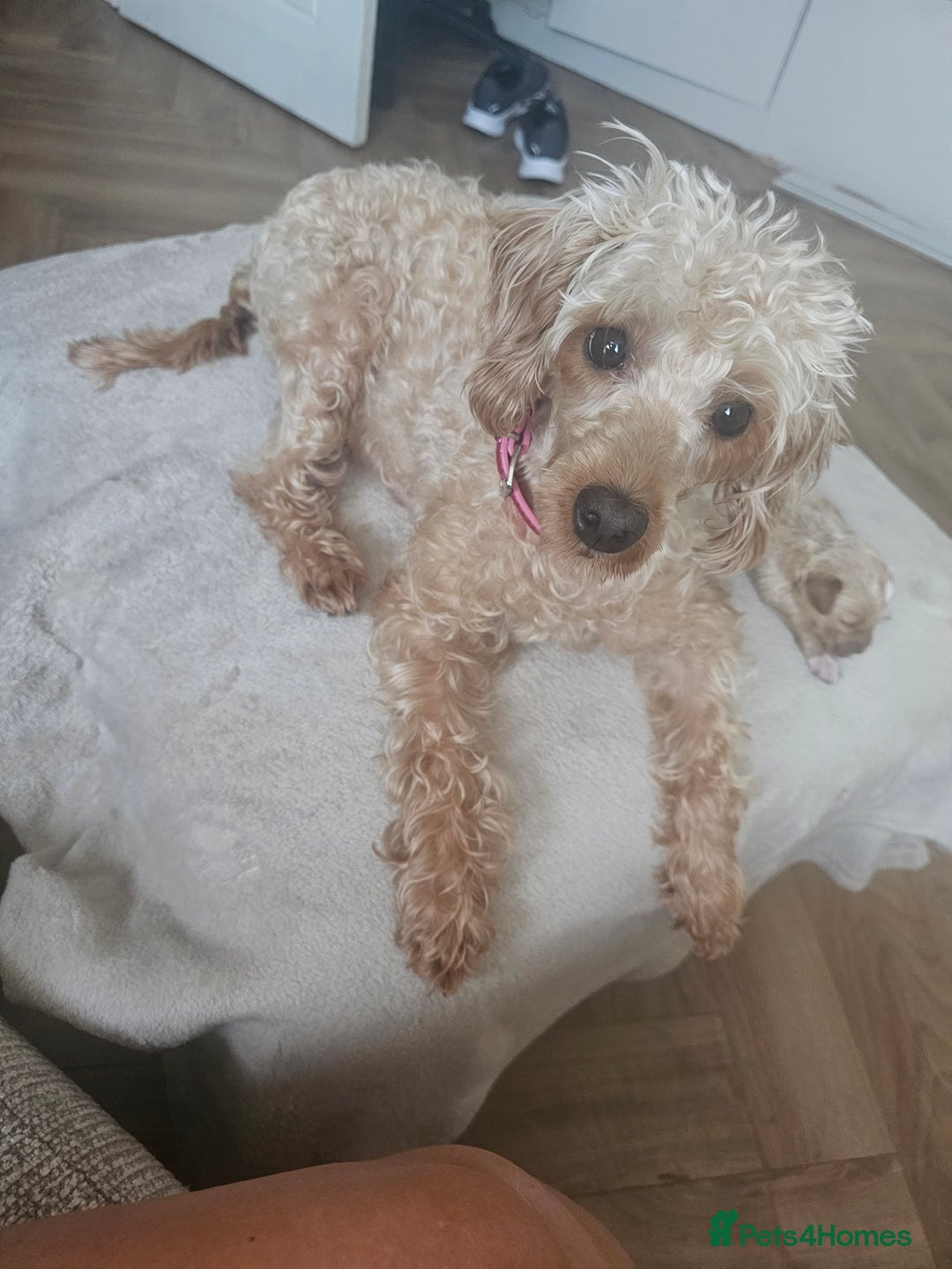 Schnoodle dogs for sale: 5 Adorable Schnoodle Puppies ❤️🩷💚💙🧡 - Image 8
