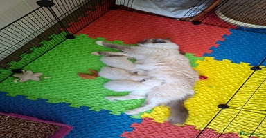 Ragdoll cats - Advert 2