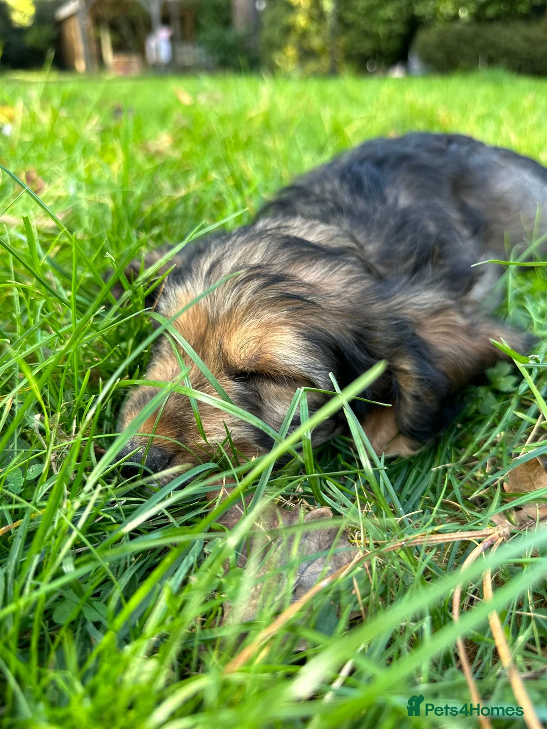 Miniature Poodle dogs for stud: Silver blue merle miniature poodle  in Canterbury - Advert 9