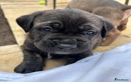 Mastiff dogs for sale: Mastiffs pups in Bury Saint Edmunds - Image 13