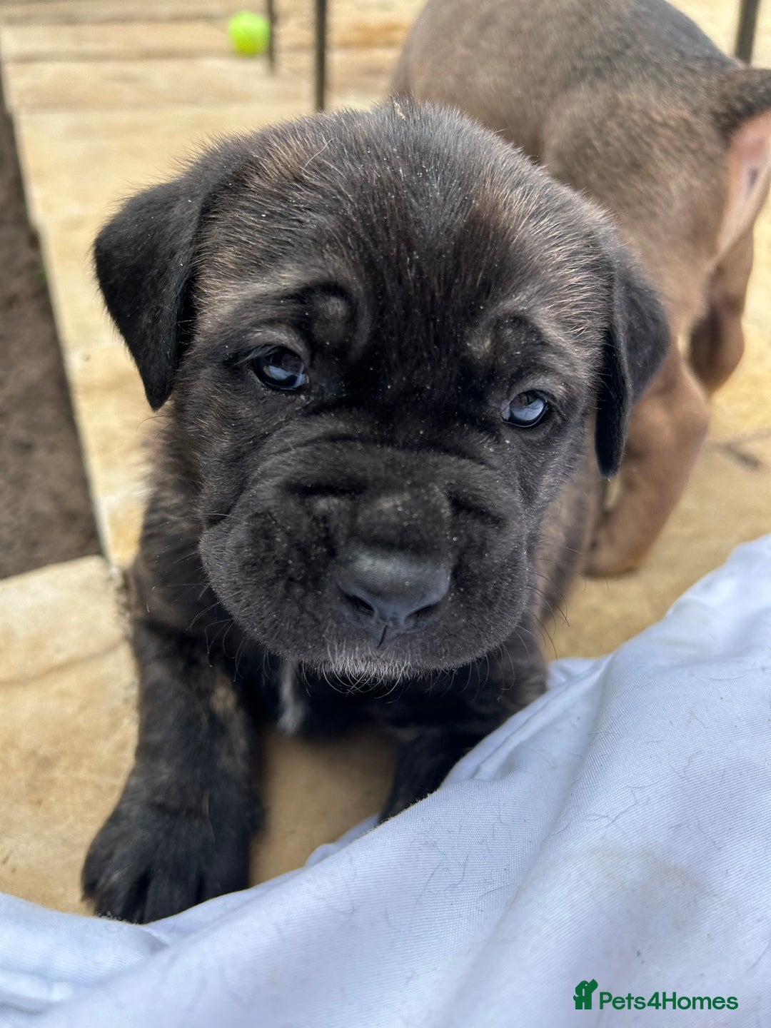 Mastiff dogs for sale: Mastiffs pups in Bury Saint Edmunds - Image 13