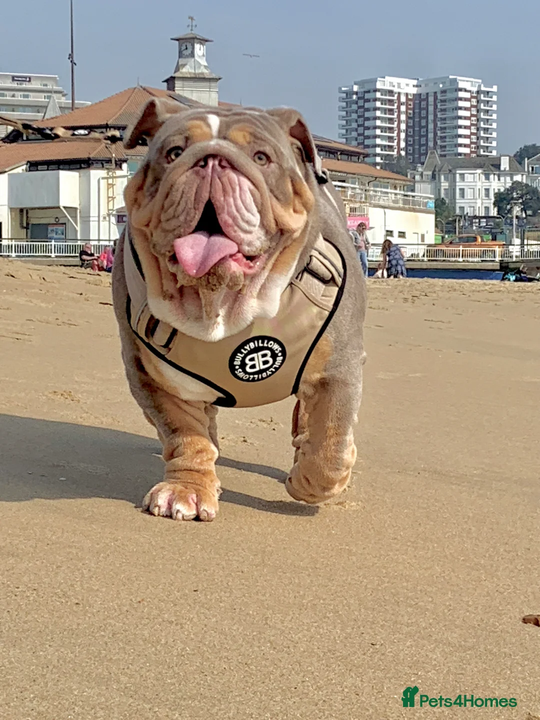 English Bulldog dogs for sale: 14 months old English Bulldog - Advert 11