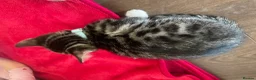Bengal cats for sale: Beautiful male Bengal kitten - Advert 7