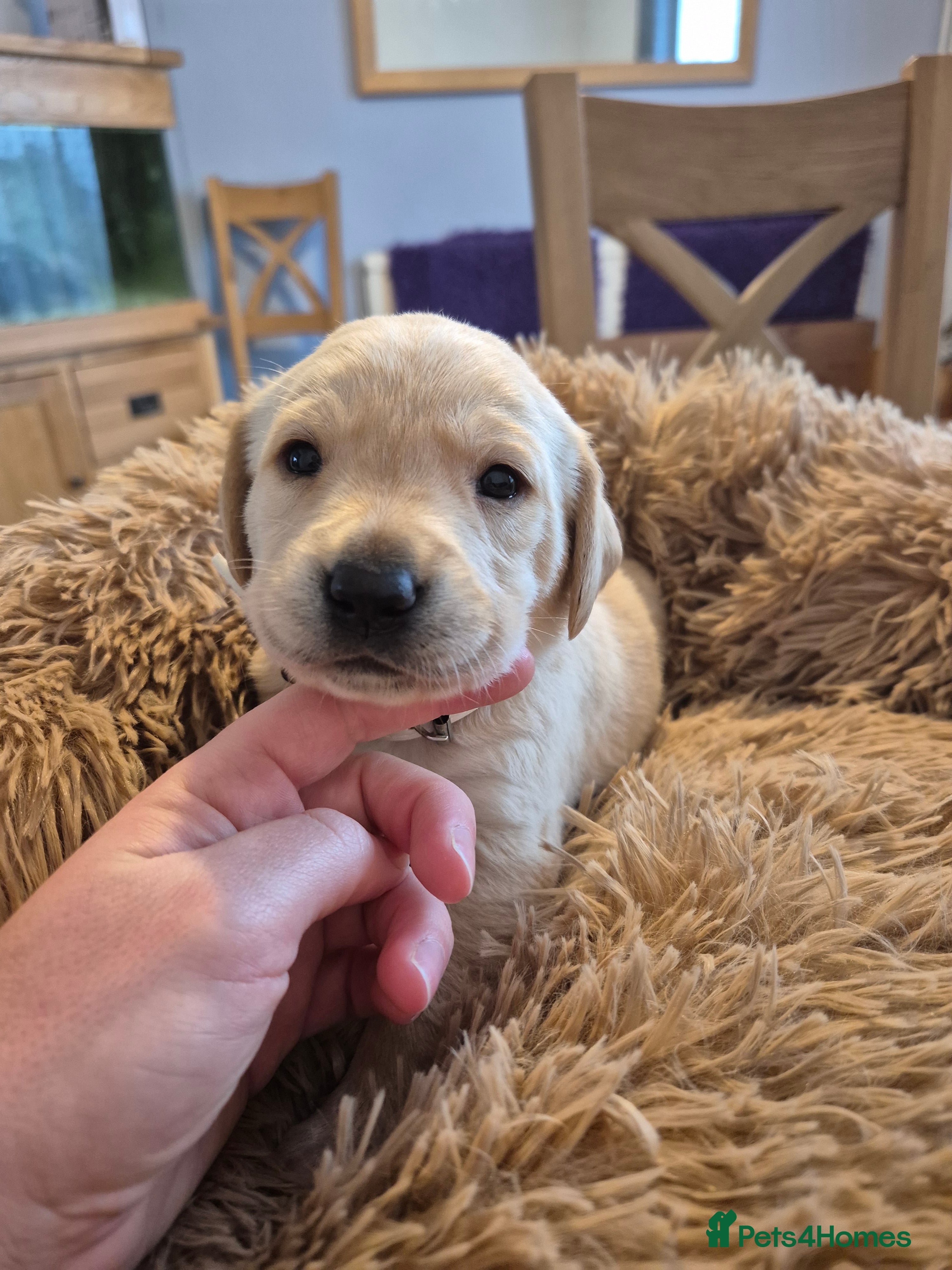 Labrador Retriever dogs Labrador Retriever puppies - Advert 7