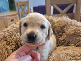 Labrador Retriever dogs Labrador Retriever puppies - Advert 10