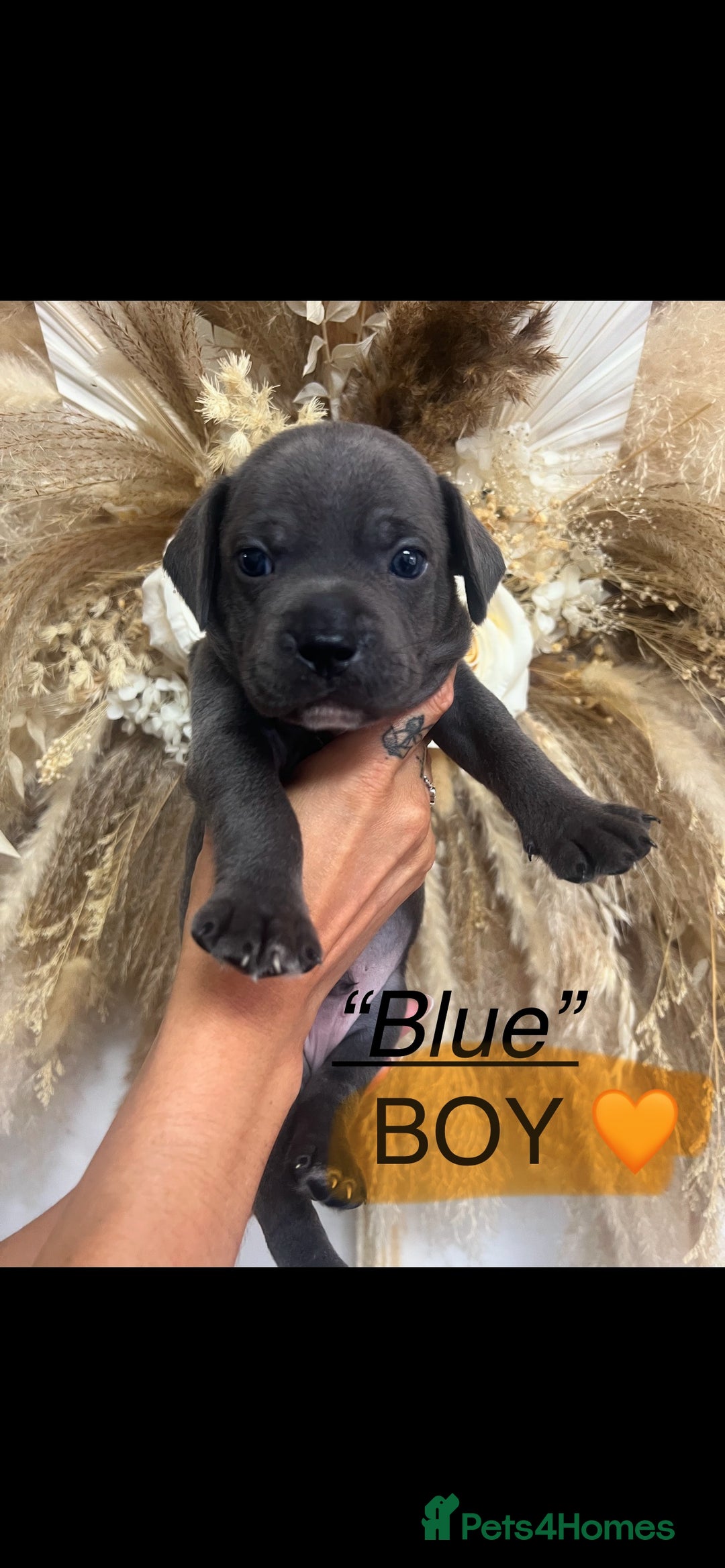 Mixed Breed dogs for sale: 🏡 Staff x American Bulldog Puppies  - Image 20