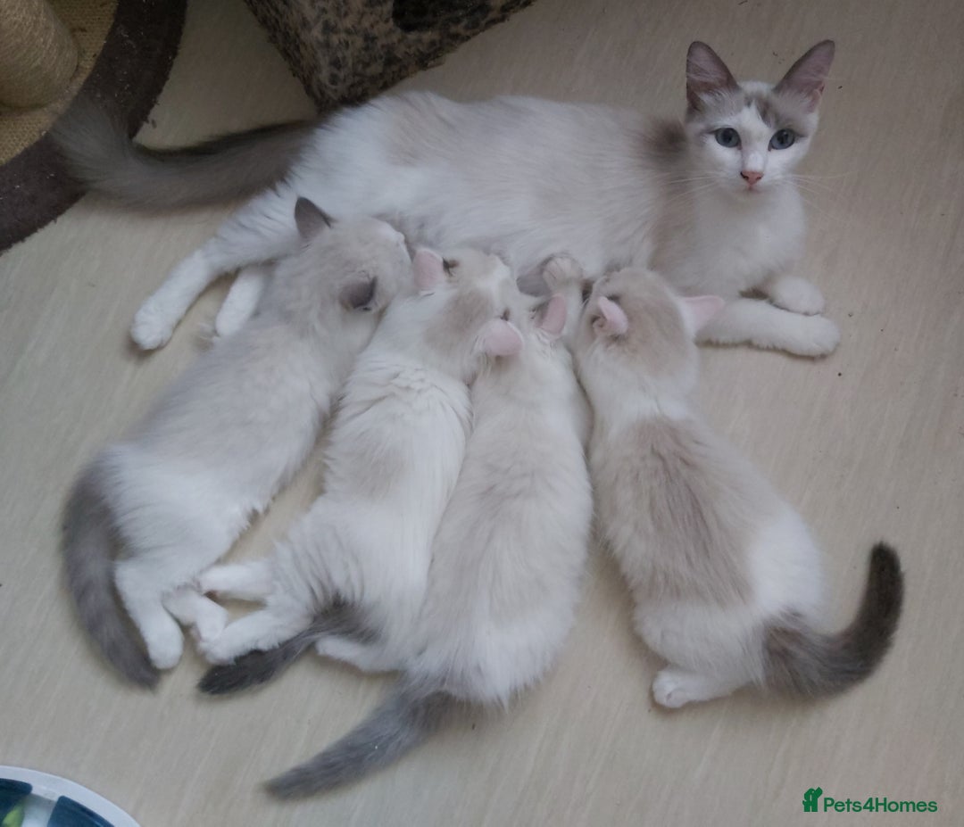 Ragdoll cats for sale: RAGDOLLS BOYS BLUE EYES VACCINATED MICROCHIPED  - Image 5