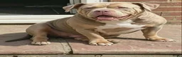 American Bully dogs for sale: 🏆🩸ABKC American pocket bully 🔥 - Advert 25