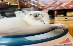 Ragdoll cats for sale: SILKY ADORABLE RAGDOLL KITTEN CHAMPIONLINE - Image 22