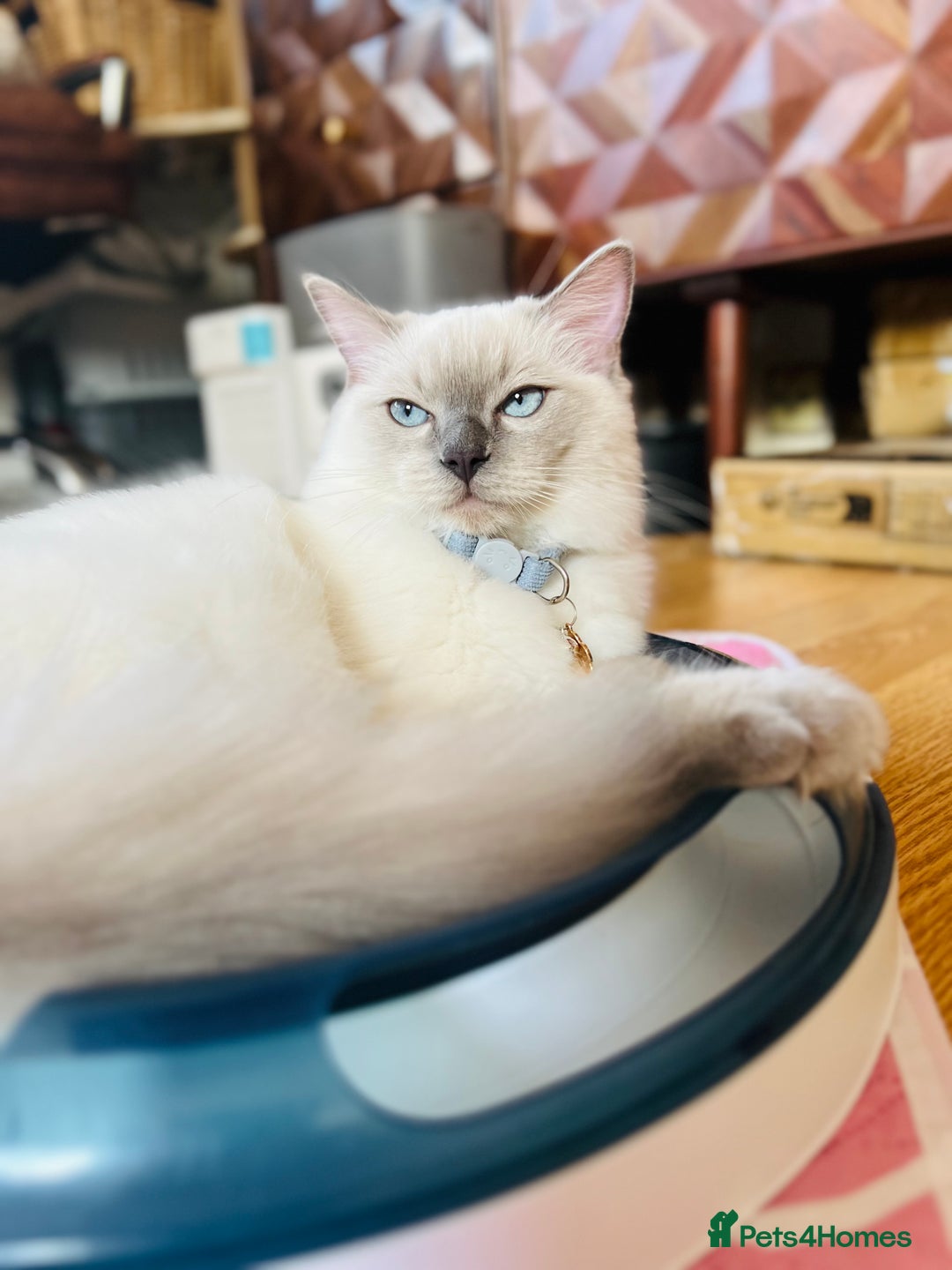 Ragdoll cats for sale: SILKY ADORABLE RAGDOLL KITTEN CHAMPIONLINE - Image 22