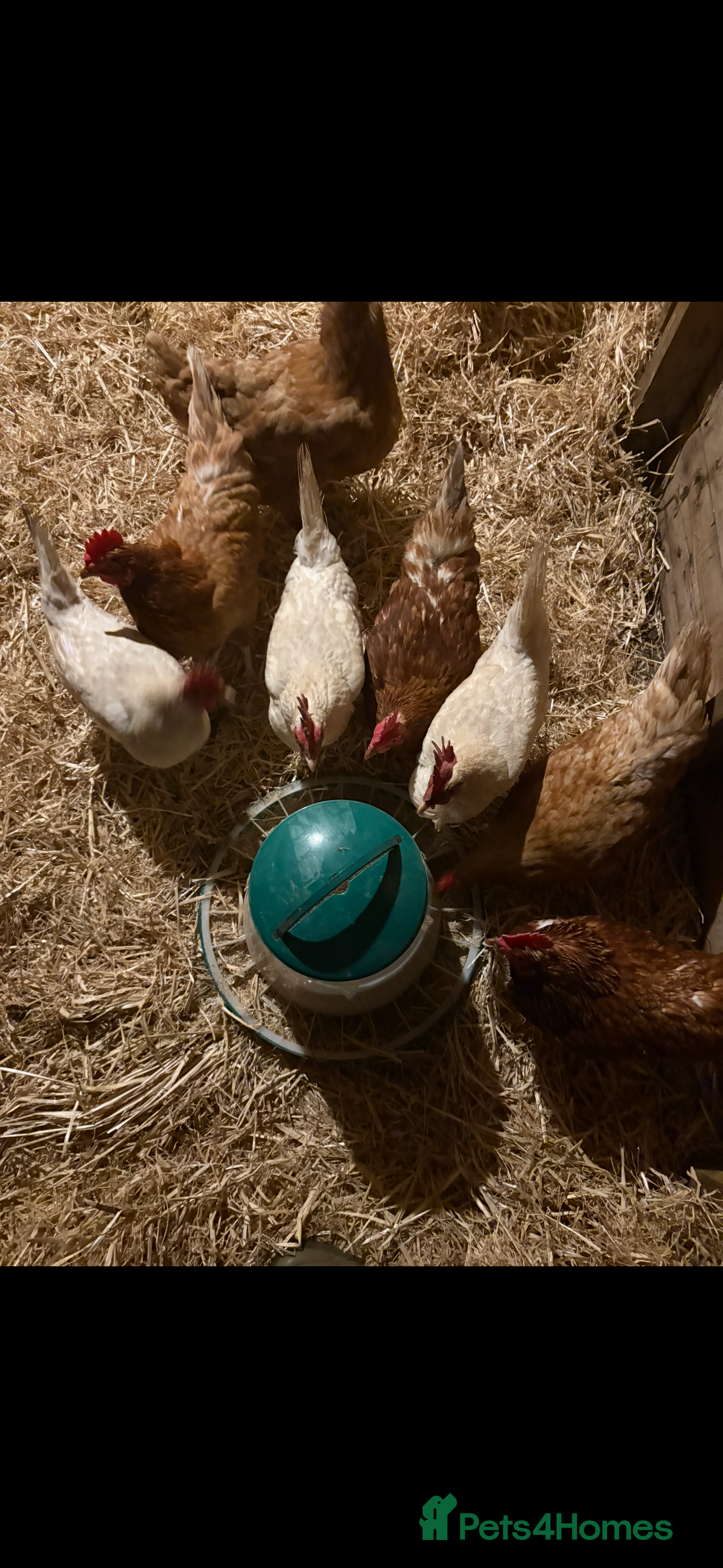 Chickens poultry 11 Red & white hens for sale  in Callington - Advert 1