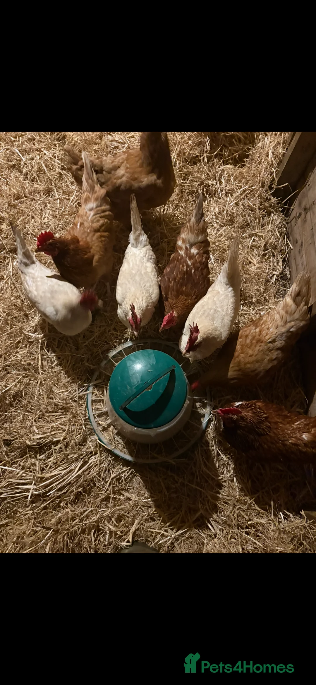 Chickens poultry for sale: 11 Red & white hens for sale  in Callington - Advert 1