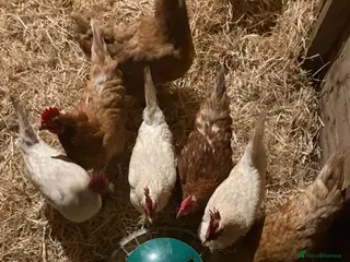 Chickens poultry 11 Red & white hens for sale in Callington - Advert 1